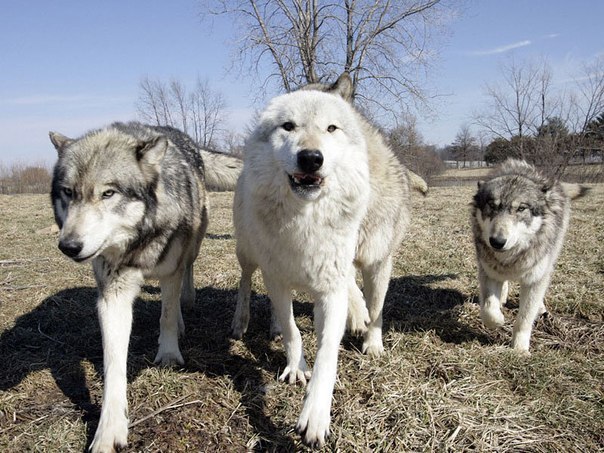 Федор Ефимов | Волочек