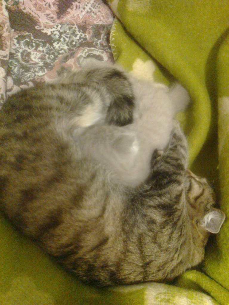 Катька Мадьярова Simba | Rostock