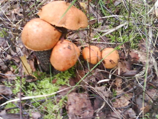 Ольга Волкова | Пола