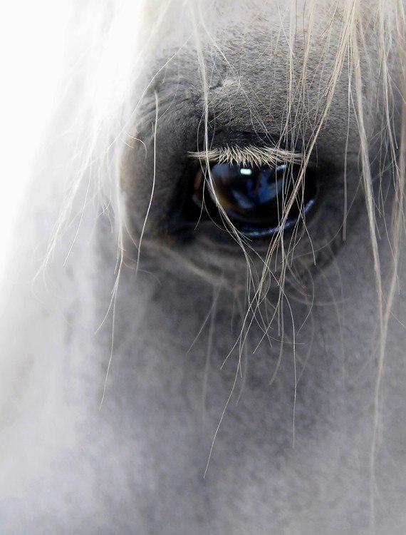 Ирина Чижевская | Киев