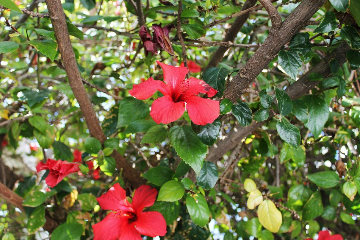 Светлана Турскова Валерьевна | Almería