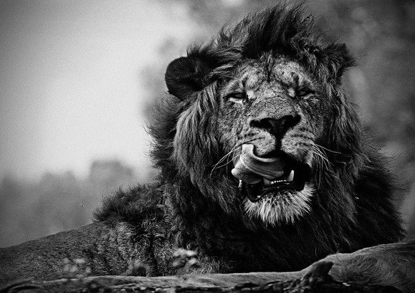 Виталий Андросов | Москва