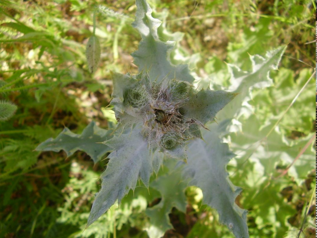 Спонтан Мораль | Москва