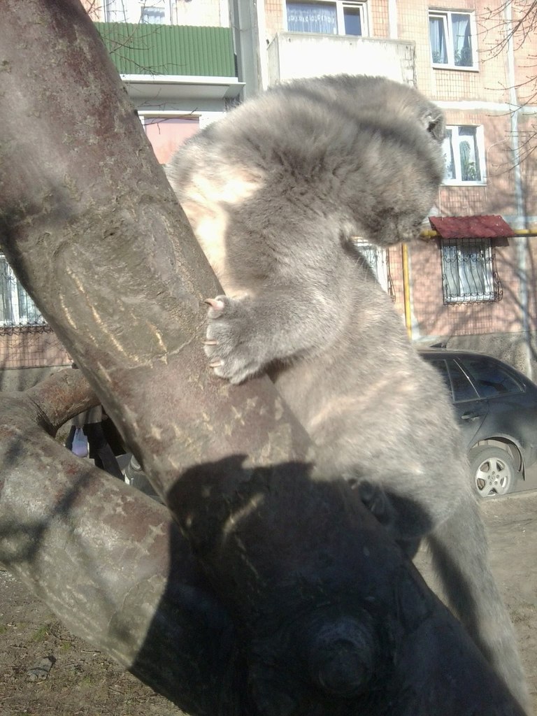 Алина Гаркуша | Донецк