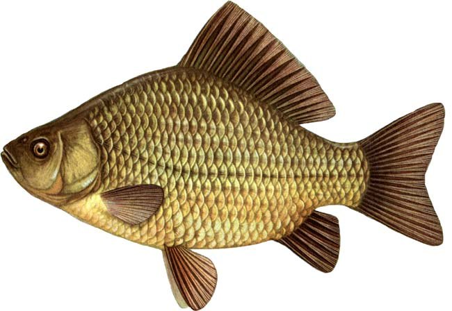 Таня Карасева 4iki | Тула