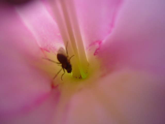 Маргарита Бржозовская | Великий Новгород