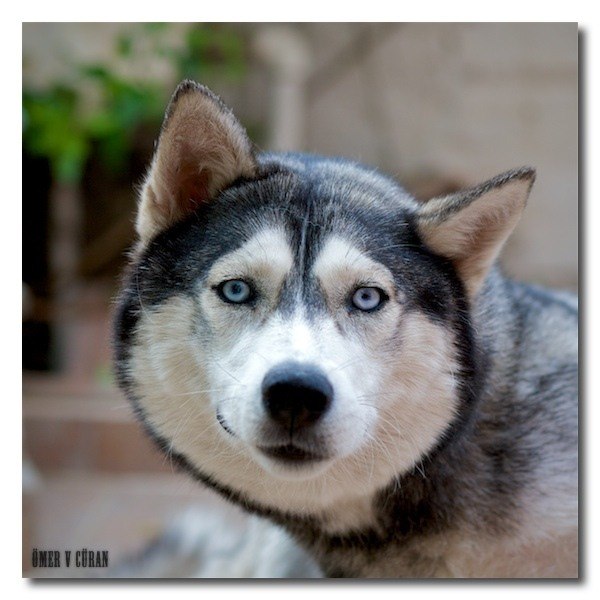 Константин Савкин | Москва