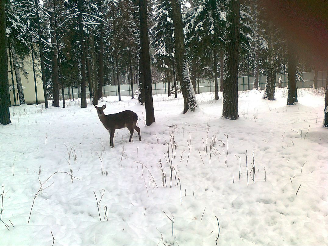 Алексей Архипов | Звенигород