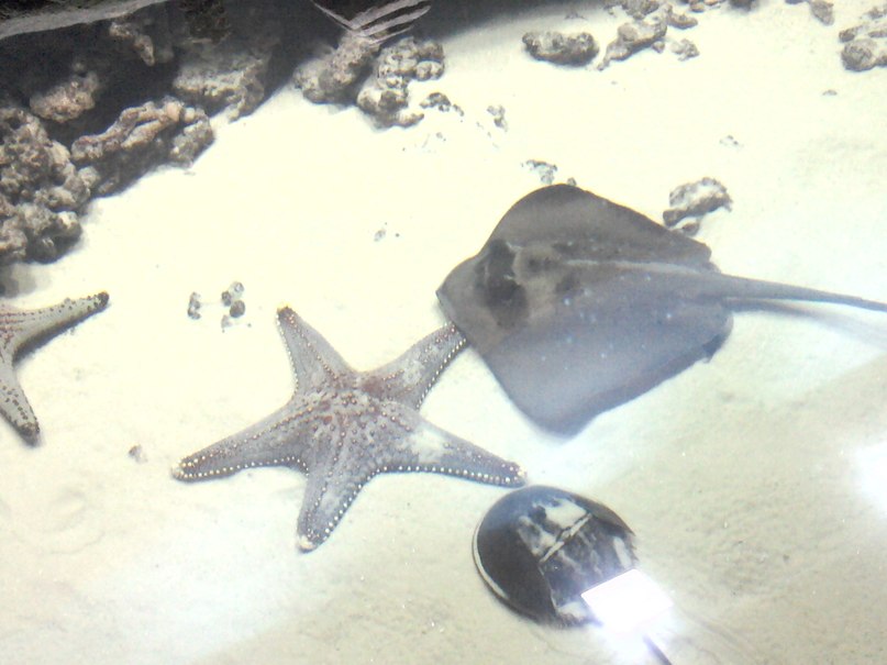 Таня Карасева | Москва