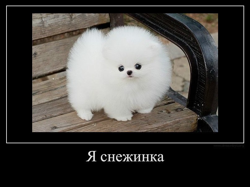 Анастасия Зыбинская ZORRO | Ивано-Франковск