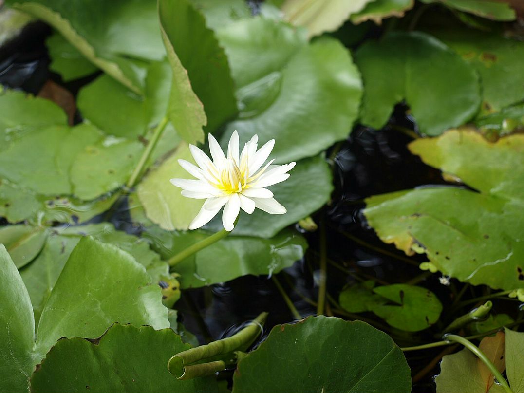 Яна Карбиевская | Санкт-Петербург