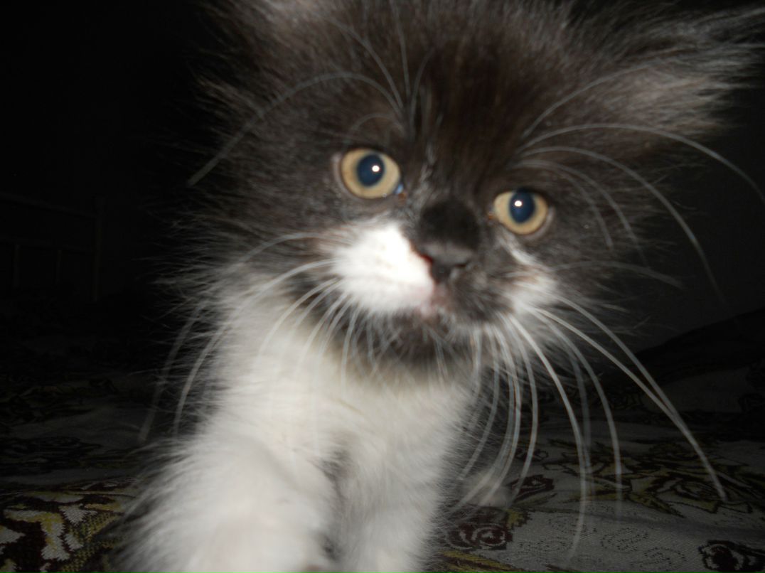 Сергій Хомич | Киев