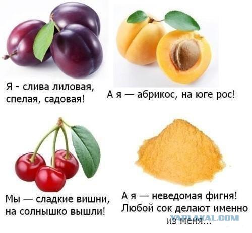 №72, Конь Адекватов №72, Конь Адекватов