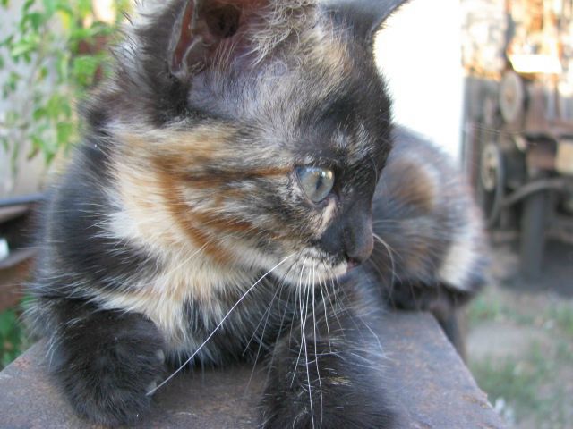 №1, Инна Косикова №1, Инна Косикова