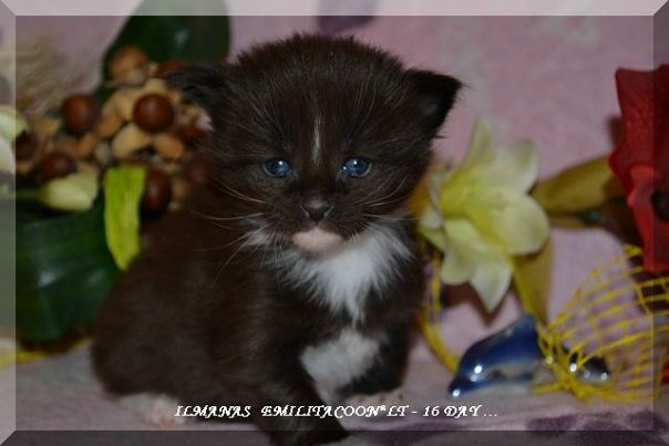 №165, Almina Emilitacoon, Каунас №165, Almina Emilitacoon, Каунас