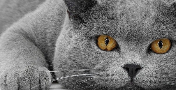 Игорь Мелихов | Челябинск