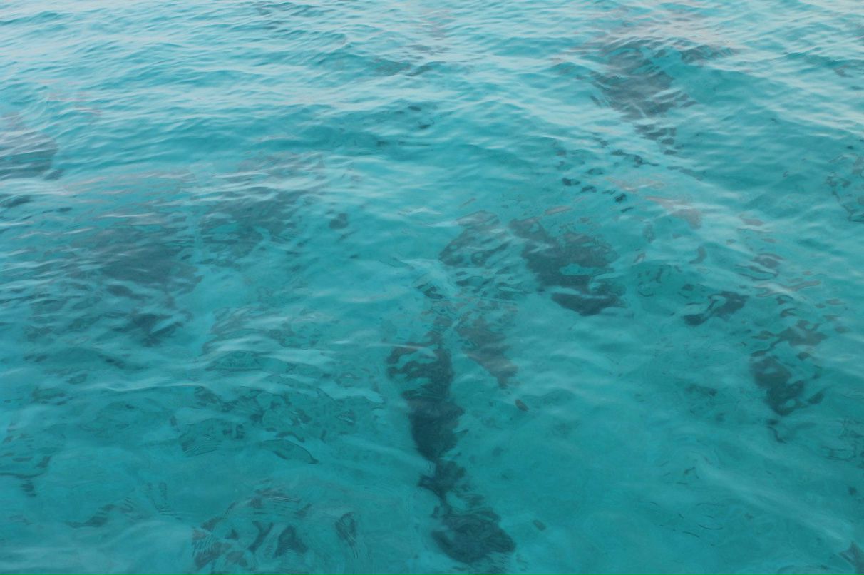 Андрей Комолов | Электросталь