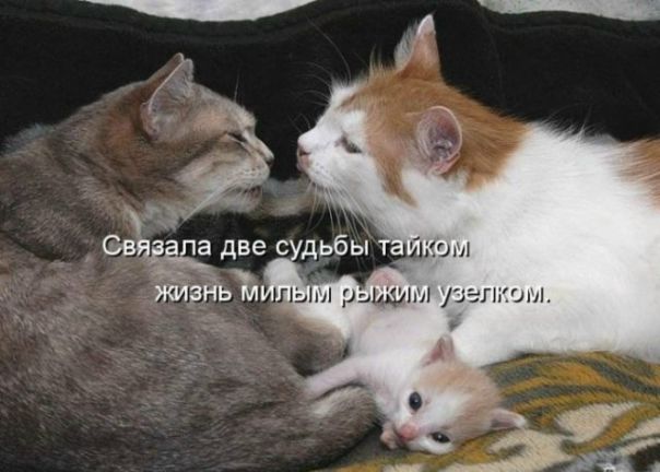 №13, Таисия Пугачева №13, Таисия Пугачева