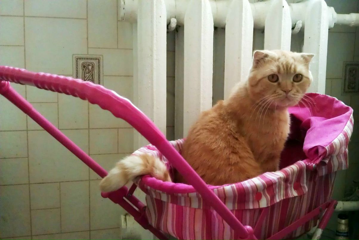 Андрей Колибаба | Киев