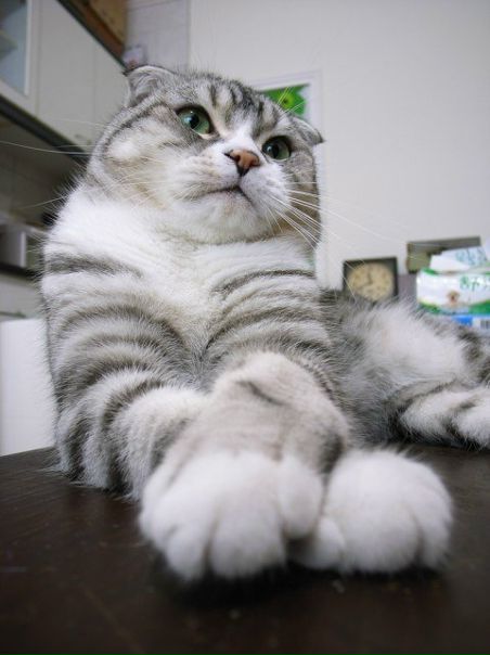 №17, Антон Тамаров, Москва №17, Антон Тамаров, Москва