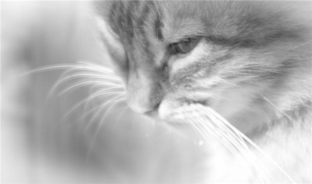 Марфа Владимирова | Москва