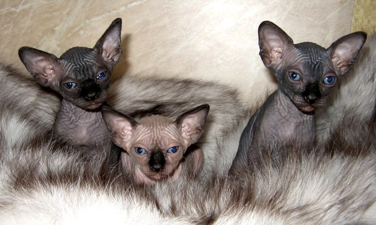 Танкус Дмитрий | Москва