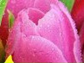 Борис Мешков | Днепр (Днепропетровск)