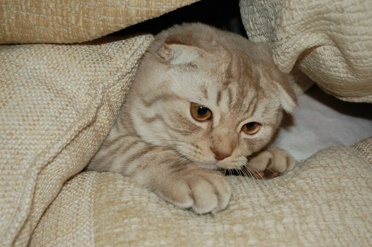 Крис Черепенникова | Волгоград