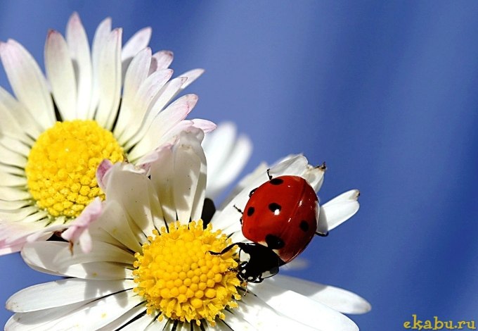 Мария Петрушина | Екатеринбург