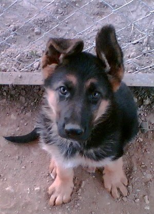 Олег Галушка | 