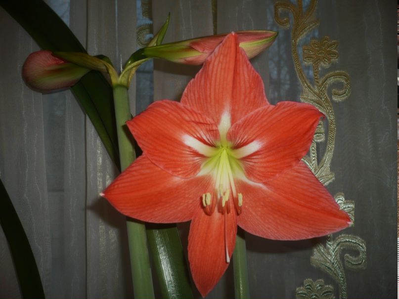 Галина Васильева | Санкт-Петербург