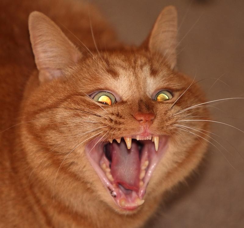 Илья Макаров Васильевич | Киев