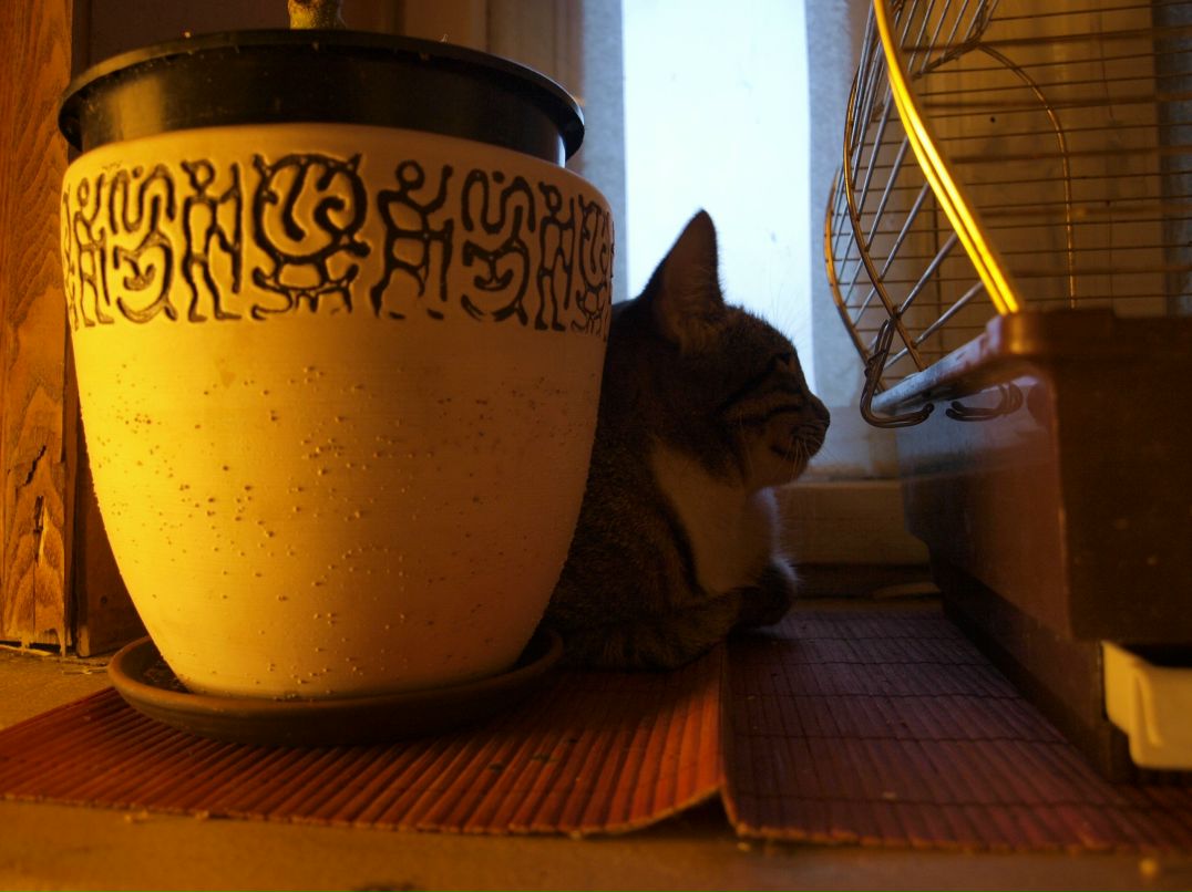 Кацура Маньчжурская 桂滿 | Санкт-Петербург