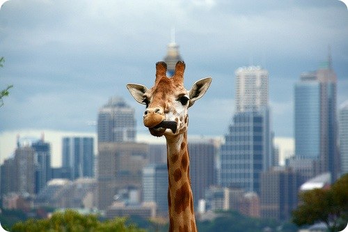 №115, Даша Мырка, 36 лет, Киев №115, Даша Мырка, 36 лет, Киев