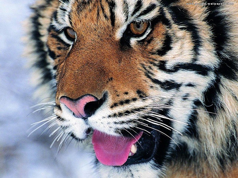 Татьяна Елецкова | Волгоград