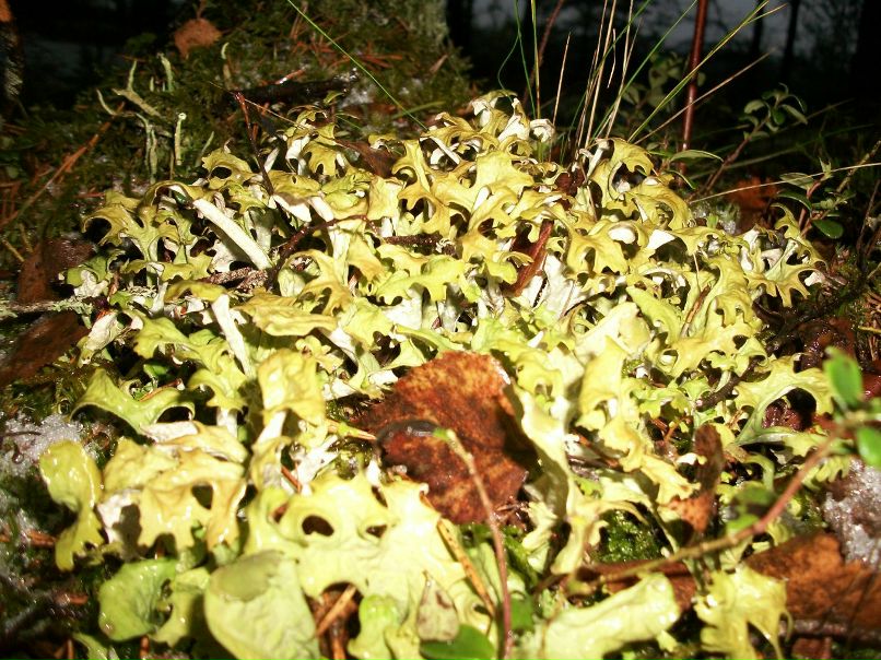 Марина Корнакова | Санкт-Петербург