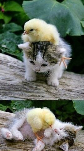 Елена Сергеева | Верхний Уфалей