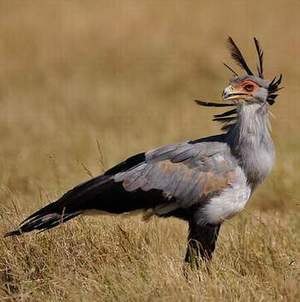 Бо Линь | Киев