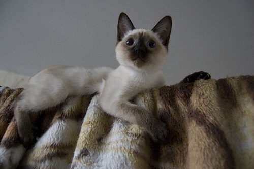 Дмитрий Гриценко Lestatik | Красноярск