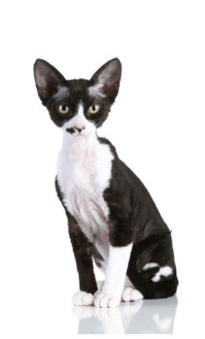 Kitty Yo | Москва