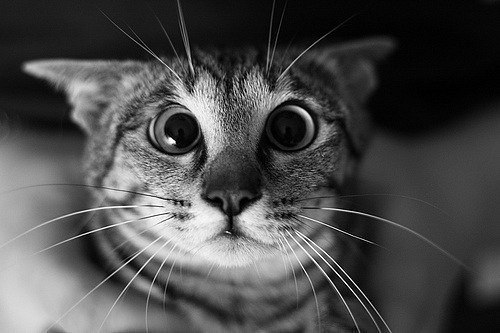 Александр Храпин | Красноармейск