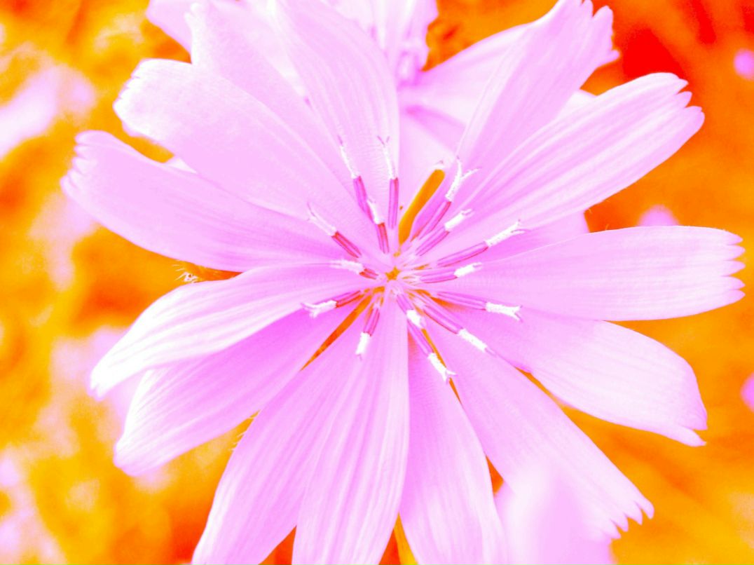 Александра Сенина | Bruxelles