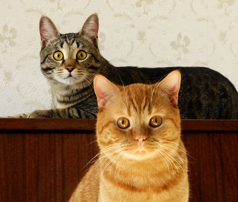 Надежда Семенищева Besno | Санкт-Петербург