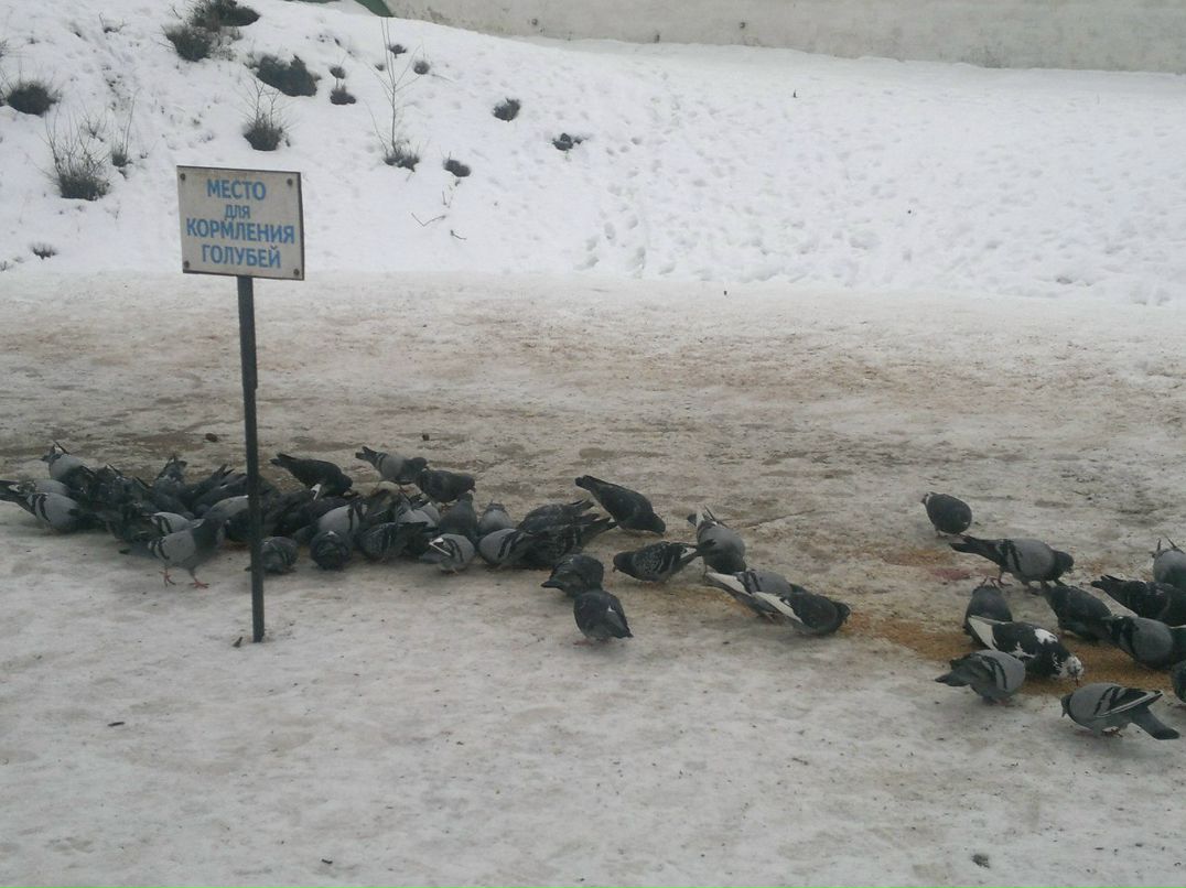 Алексей Кузьмин | Псков