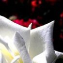 №129, Лильмо Хайбех, Луганск №129, Лильмо Хайбех, Луганск