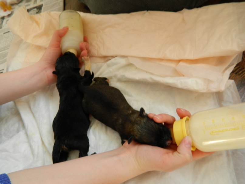 Оксана Бельская | Ульяновск