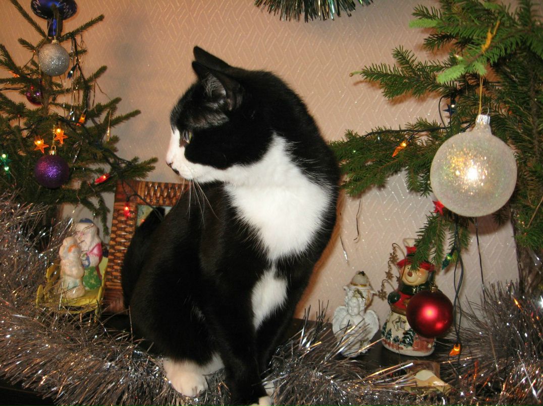 Ирина Колесникова | Полярные Зори