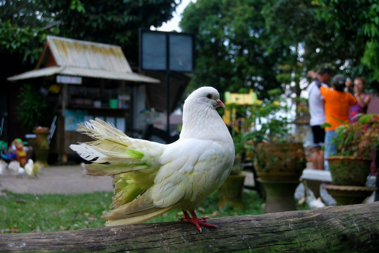 Денис Гридчин | Новосибирск