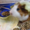 Аватар: Нюша Свинькина