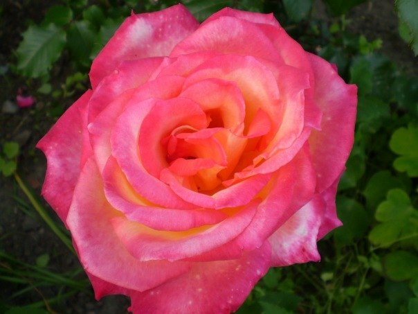 Лусинка Джана | Санкт-Петербург